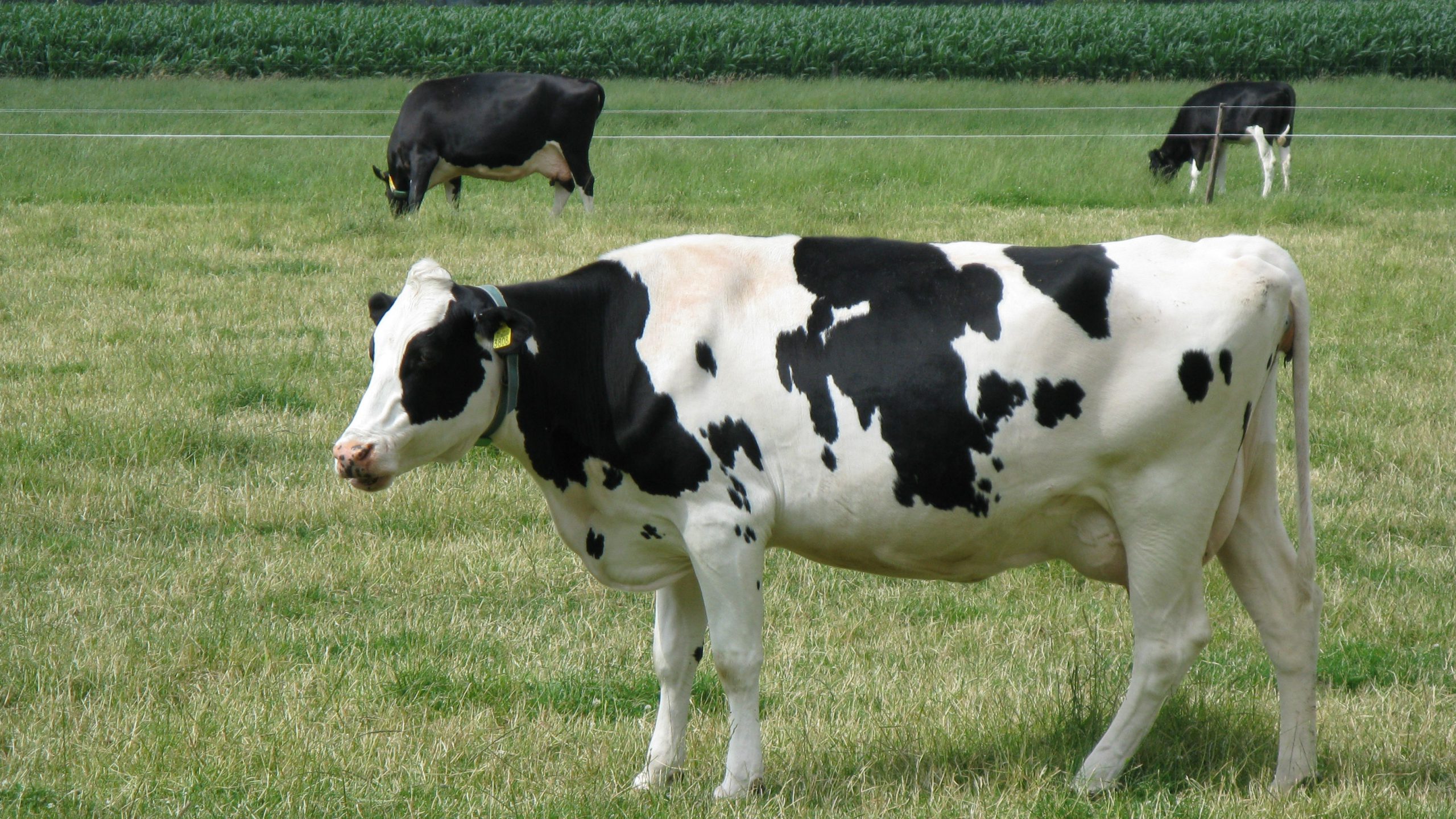 Cow Simulator 2014 Announced, Apparently Seriously