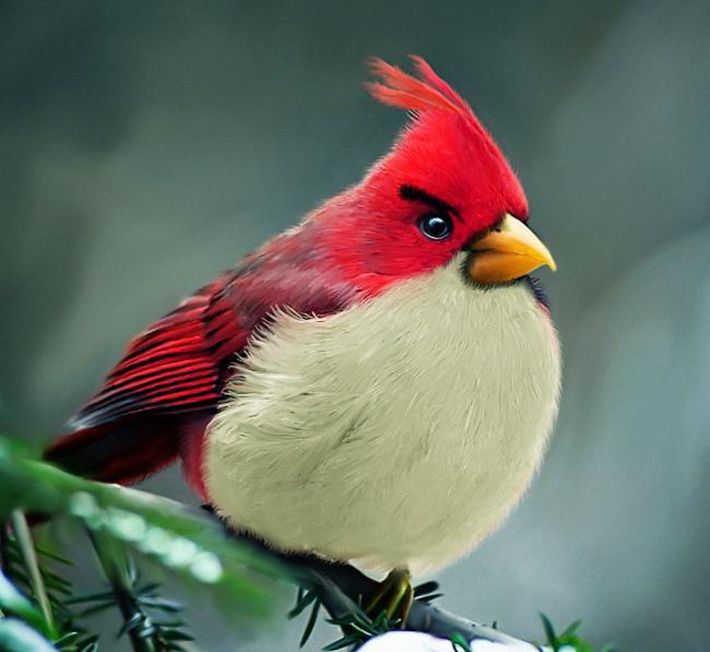 If Angry Birds were real, they’d look a little something like this…